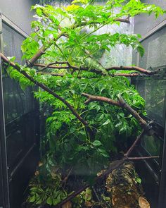 an aquarium filled with lots of plants and rocks