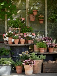 many potted plants are arranged in front of a window