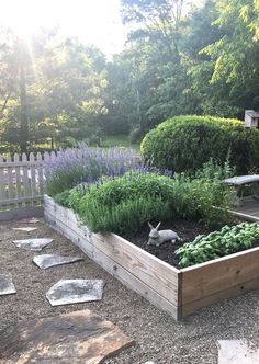 a garden filled with lots of green plants