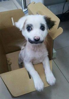 a small white and black dog sitting in a cardboard box