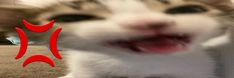 a close up of a cat with its mouth open and the word red on it