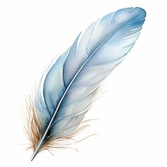 a blue and white feather on a white background