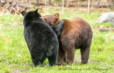 two brown bears standing next to each other in the grass