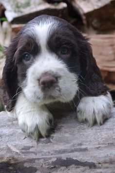 a puppy is sitting on top of a rock and looking at the camera with an intense look