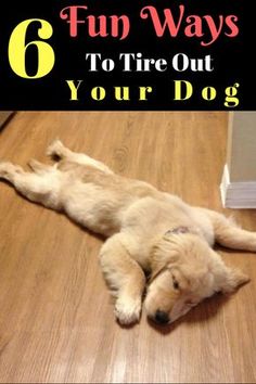 a dog that is laying down on the floor with text overlay reading 6 fun ways to fire out your dog