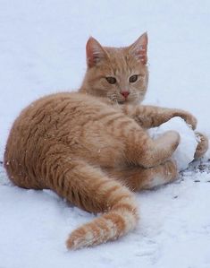 an orange cat laying in the snow with its paws on it's back legs