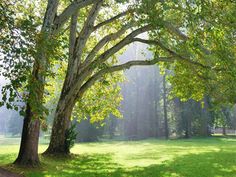 the sun shines through the trees in this park setting with green grass and tall, leafy trees