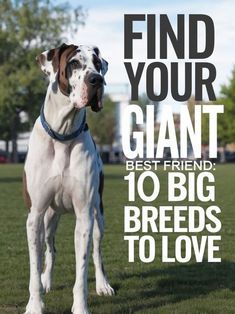 a dog standing on top of a lush green field next to a park with the words find your giant best friend 10 big breeds to love