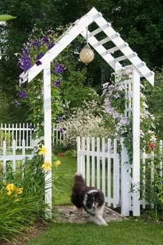 a black and white dog running through a garden