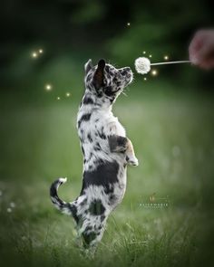 a dog is playing with a dandelion in the grass