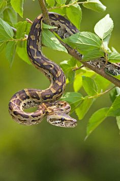 a large snake hanging on to the side of a leaf covered tree branch with another snake in it's mouth