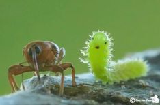 an insect and a caterpillar are on the same branch, one is green