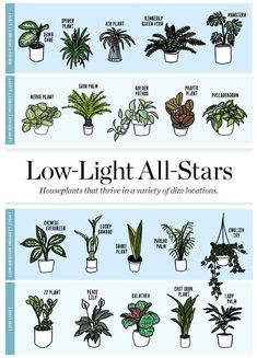 the different types of houseplants and how to use them in your home garden