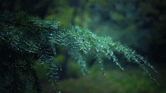 green leaves on a tree branch in the dark