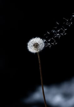 a dandelion blowing in the wind on a black background with red frame around it