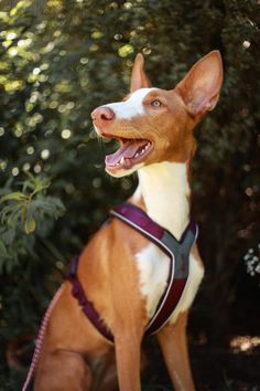 a brown and white dog sitting in the grass with its mouth open, wearing a harness