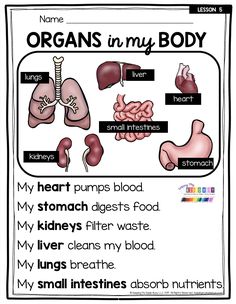 an organ worksheet with organs in my body