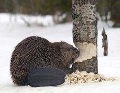 an animal that is sitting in the snow next to a tree and eating something out of it's mouth