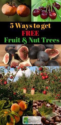 fruit and nut trees with the title 5 ways to get free fruit & nut trees