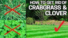 how to get rid of crabgrass and clovers in your yard or garden?