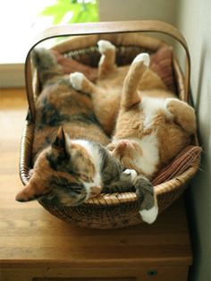 two cats laying in a basket on top of a wooden table