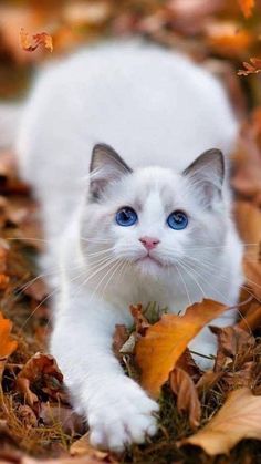 a white cat with blue eyes is laying on the ground surrounded by leaves and fallen leaves