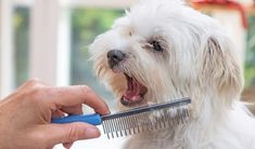 a white dog getting his hair cut by a person with a comb in it's mouth