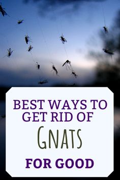 the words, best ways to get rid of gnats for good are in front of an image of mosquitoes