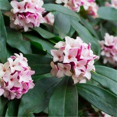 pink and white flowers are blooming on the bushy plant in front of some green leaves