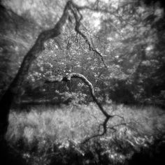 a black and white photo of an old tree in the middle of a forest with no leaves on it