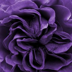 a close up view of the center of a large purple flower with petals on it