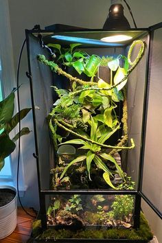 an aquarium filled with plants on top of a wooden table next to a potted plant