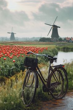 a bike parked next to a field with red flowers and windmills in the background