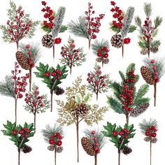 a bunch of pine cones and evergreens with red berries on them are depicted in this illustration