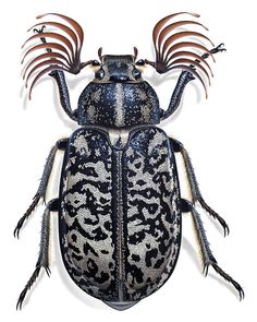 a black and white bug with long antennae on it's back legs, sitting in front of a white background