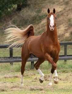 a brown and white horse running in the grass