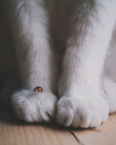 a close up of a cat's paws with its paw on the floor