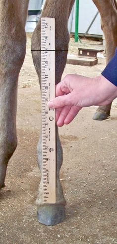 a person is measuring the height of a horse