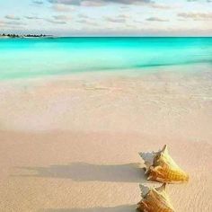 three seashells on the beach with turquoise water in the background