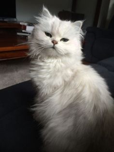 a white cat sitting on top of a couch