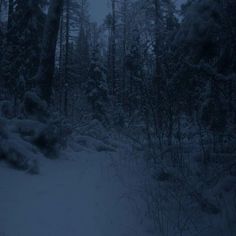 a snowy path in the woods at night