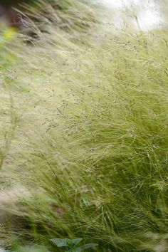 tall grass blowing in the wind on a sunny day