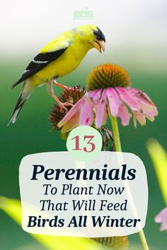 A yellow bird perched on top of a pink coneflower eating the seeds French Cottage Garden, Feed The Birds, Garden Perennials, Greenhouse Plans, Garden Bulbs, How To Attract Birds, Greenhouse Gardening