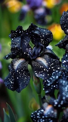 black flowers with white dots on them in a garden filled with purple and yellow flowers