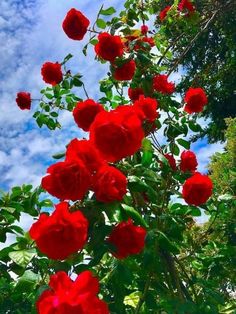 red roses are blooming in the garden on a sunny day with blue sky and clouds