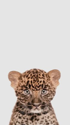 a young leopard cub looking at the camera with an intense look on his face, taken in front of a white background