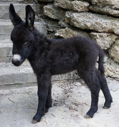 a small black baby donkey standing on some steps next to a stone wall and stairs