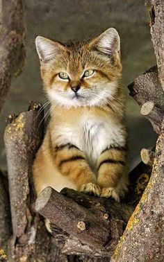 a cat sitting on top of a rock next to a tree branch and looking at the camera