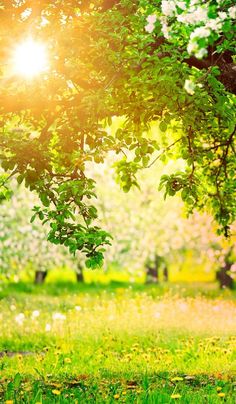 the sun shines brightly through the trees in an apple orchard, with green grass and wildflowers