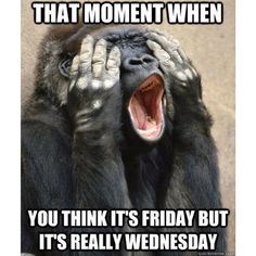 a chimpan holding its head in front of his face with the caption that moment when you think it's friday but it's really wednesday